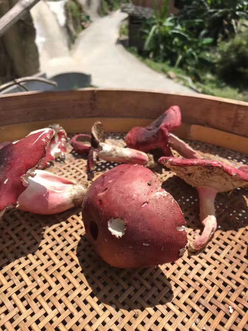 红菇干货500g福建武夷山正宗野生红香菇红蘑菇月子菇三明