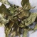 龙脷叶龙俐叶龙舌叶牛耳叶龙利叶