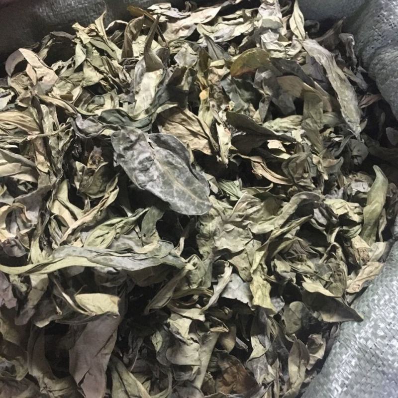 龙脷叶龙俐叶龙舌叶牛耳叶龙利叶