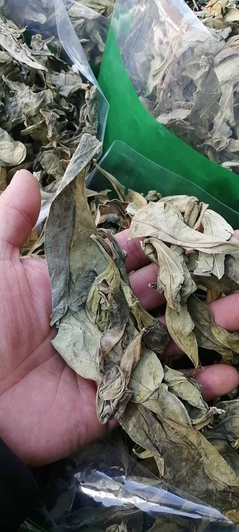 龙脷叶龙俐叶龙舌叶牛耳叶龙利叶