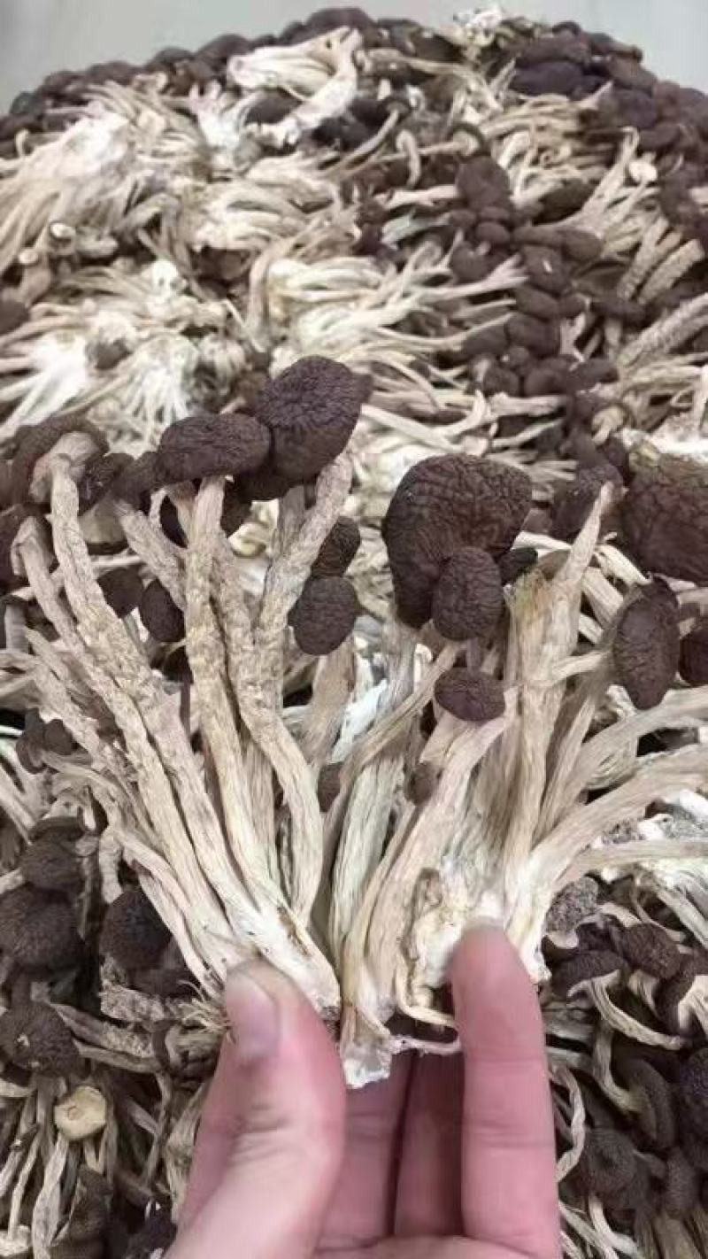 茶树菇干货鲜嫩新货批发价菌菇煲汤食材佳品