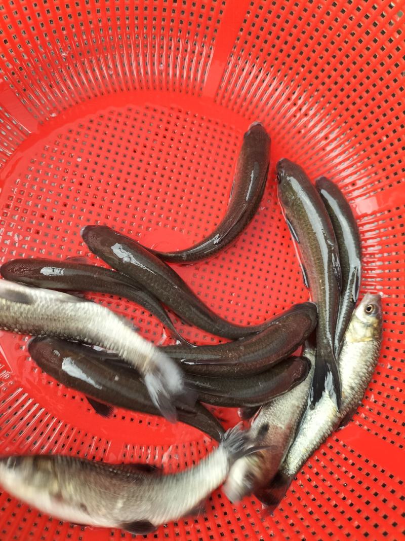 青鱼苗青鱼，草青，螺丝青，品种好，好喂养，抗病力强，技