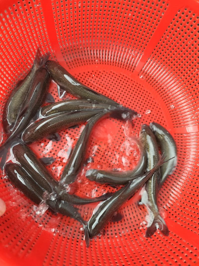 青鱼苗青鱼，草青，螺丝青，品种好，好喂养，抗病力强，技