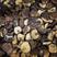 农家椴木香菇新货精品，形状大小都有带柄，批发价从优
