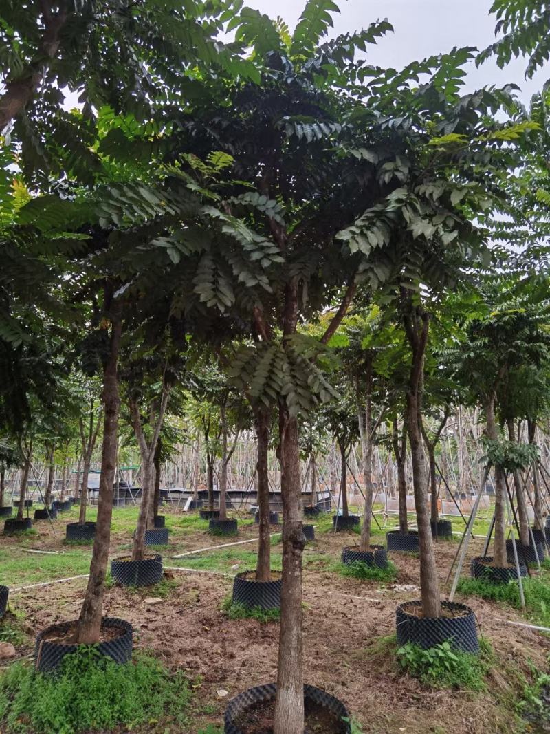 出售麻楝移植袋苗5-18公分需要的老板联系