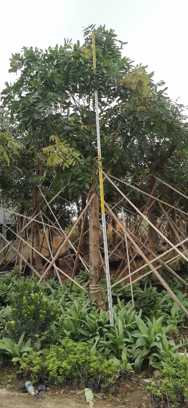 出售桃花心木移植袋苗地苗需要的老板联系