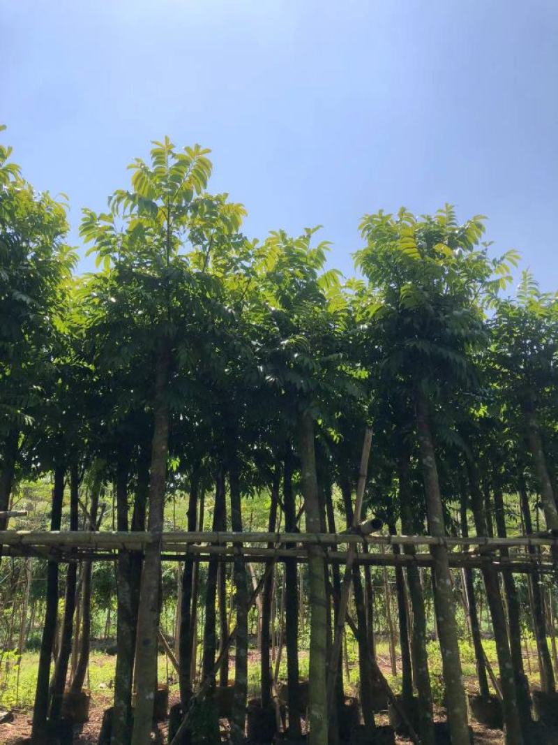 出售人面子移植袋苗8-20公分需要的老板联系