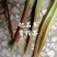 中草药石韦化石草，肾精茶孢子粉满满的，好东西哦