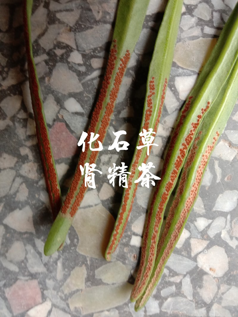 中草药石韦化石草，肾精茶孢子粉满满的，好东西哦