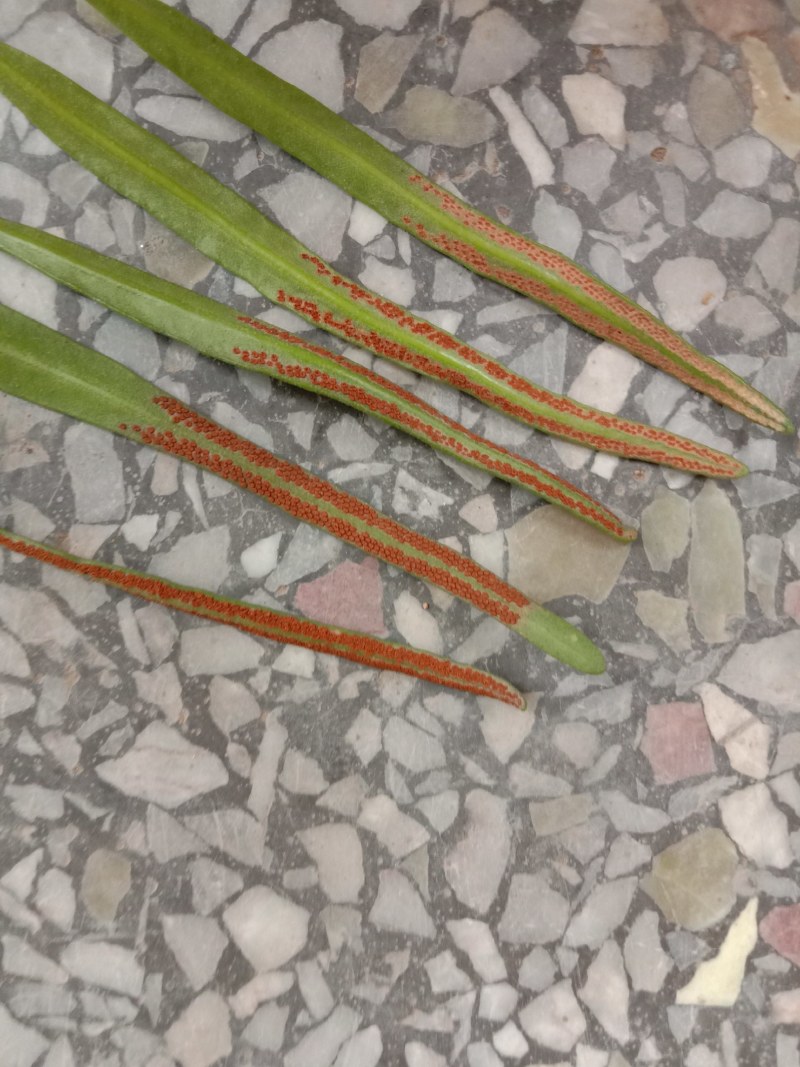 中草药石韦化石草，肾精茶孢子粉满满的，好东西哦