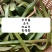 中草药石韦化石草，肾精茶孢子粉满满的，好东西哦