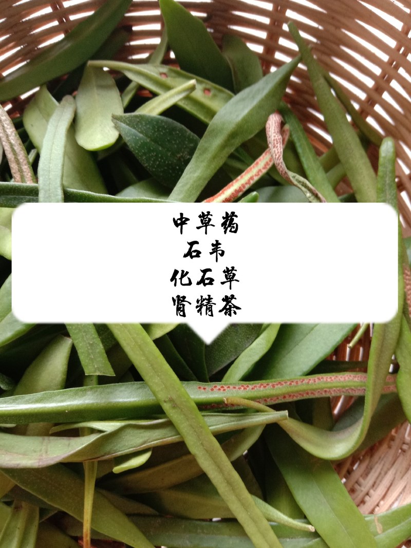 中草药石韦化石草，肾精茶孢子粉满满的，好东西哦