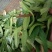 中草药石韦化石草，肾精茶孢子粉满满的，好东西哦