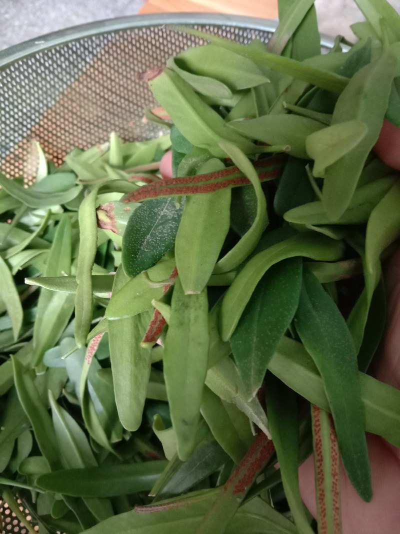 中草药石韦化石草，肾精茶孢子粉满满的，好东西哦