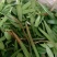 中草药石韦化石草，肾精茶孢子粉满满的，好东西哦