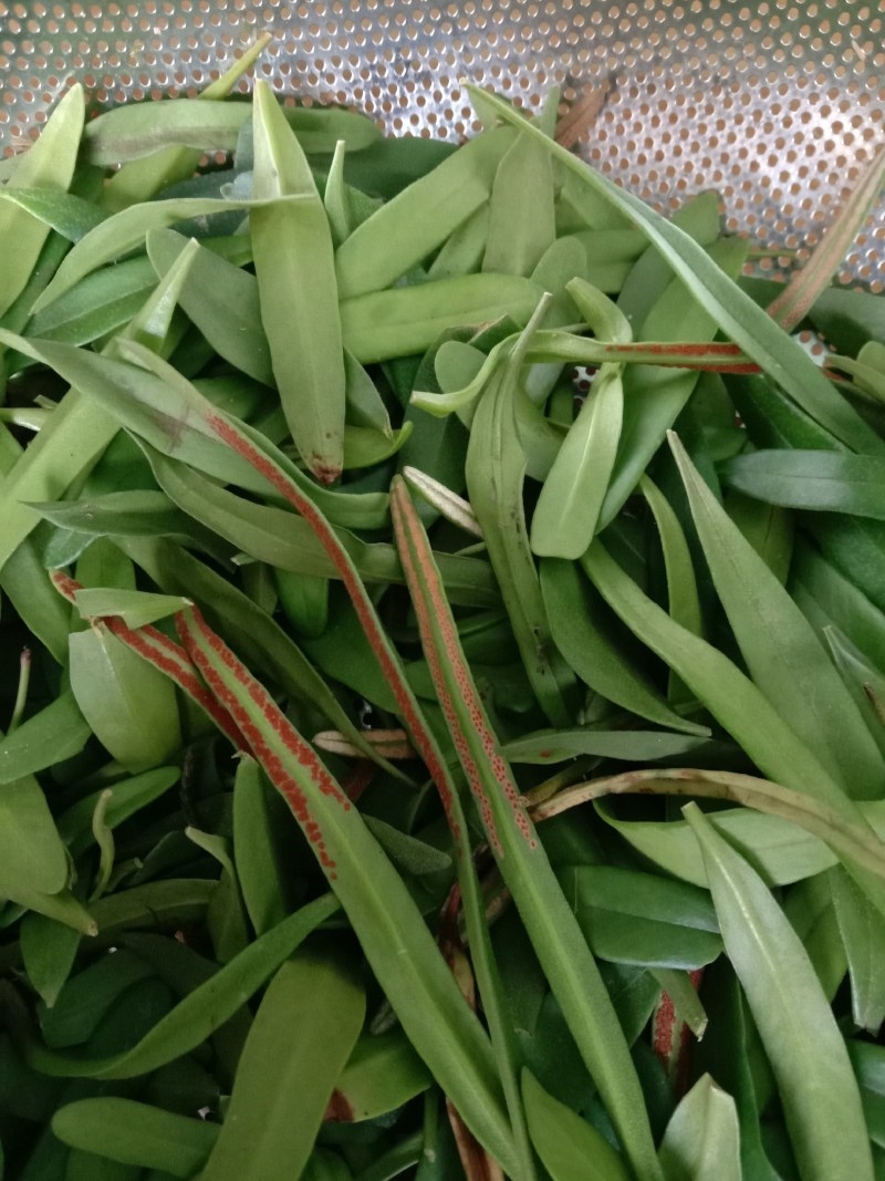 中草药石韦化石草，肾精茶孢子粉满满的，好东西哦