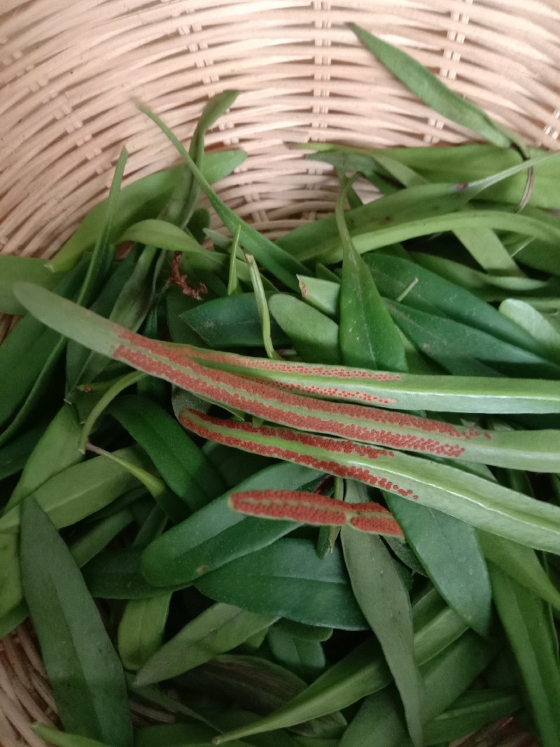 中草药石韦化石草，肾精茶孢子粉满满的，好东西哦