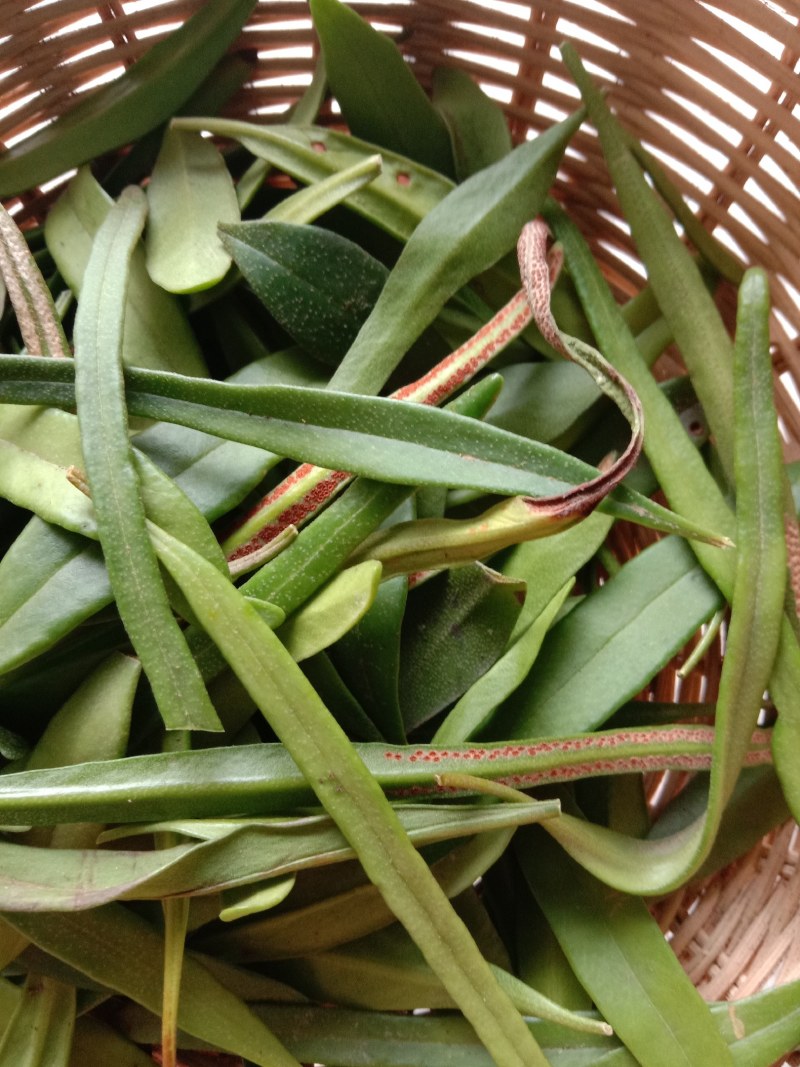 中草药石韦化石草，肾精茶孢子粉满满的，好东西哦