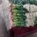 精品红根蒜苗45~50cm根红叶绿，集中上市价格便宜