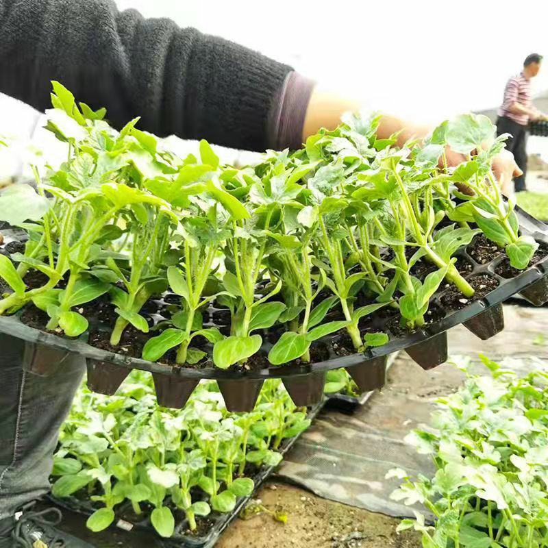 8424西瓜苗秧嫁接麒麟瓜早熟种植西瓜苗小西瓜秧四季南方