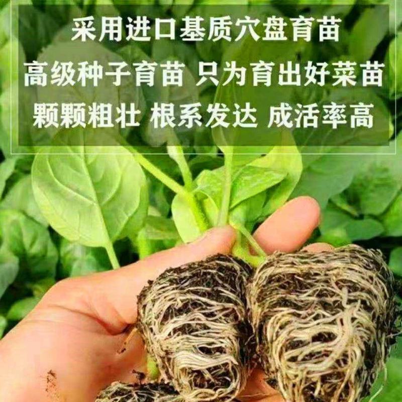 8424西瓜苗秧嫁接麒麟瓜早熟种植西瓜苗小西瓜秧四季南方
