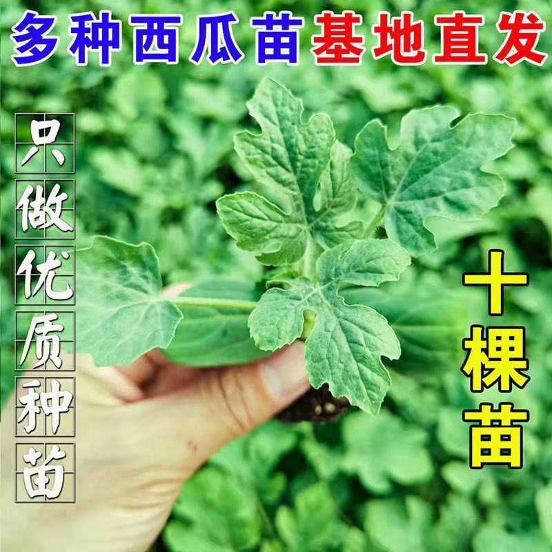 8424西瓜苗秧嫁接麒麟瓜早熟种植西瓜苗小西瓜秧四季南方