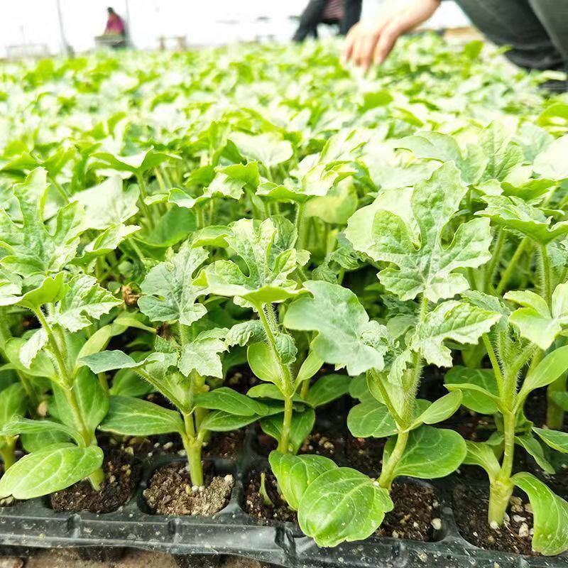 8424西瓜苗秧嫁接麒麟瓜早熟种植西瓜苗小西瓜秧四季南方