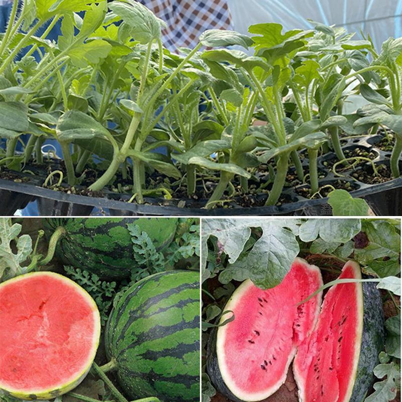 8424西瓜苗秧嫁接麒麟瓜早熟种植西瓜苗小西瓜秧四季南方