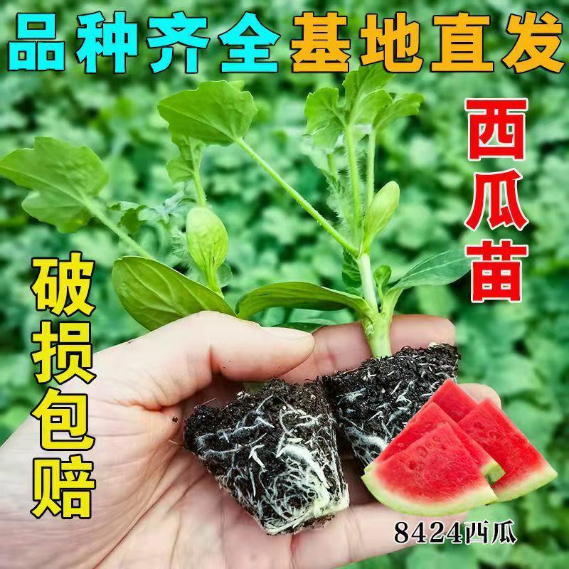 8424西瓜苗秧嫁接麒麟瓜早熟种植西瓜苗小西瓜秧四季南方