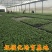 8424西瓜苗秧嫁接麒麟瓜早熟种植西瓜苗小西瓜秧四季南方