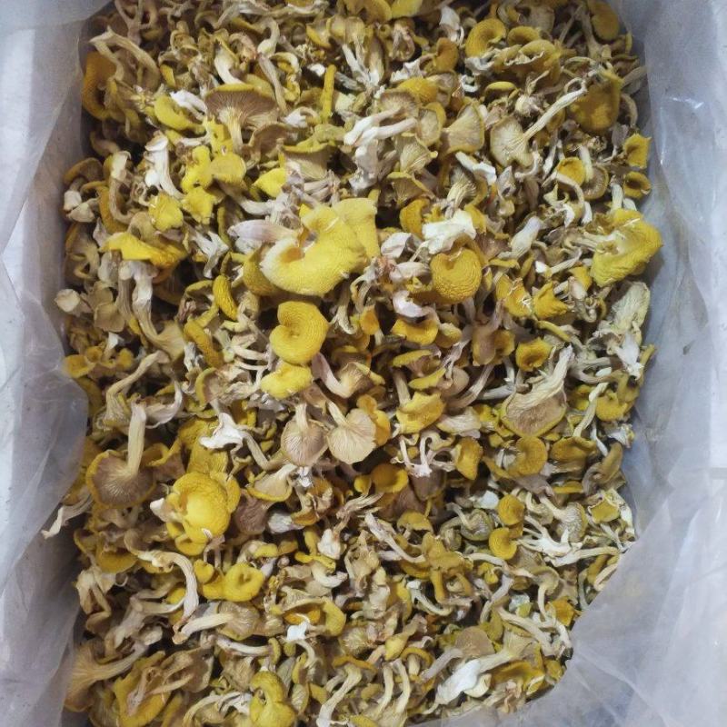 榆黄蘑（鸡油菌）新品上市产地发货