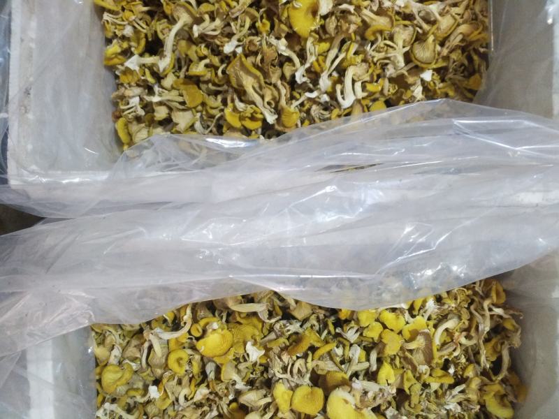 榆黄蘑（鸡油菌）新品上市产地发货