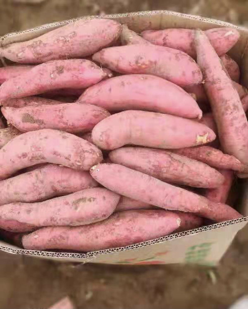 西瓜红有货