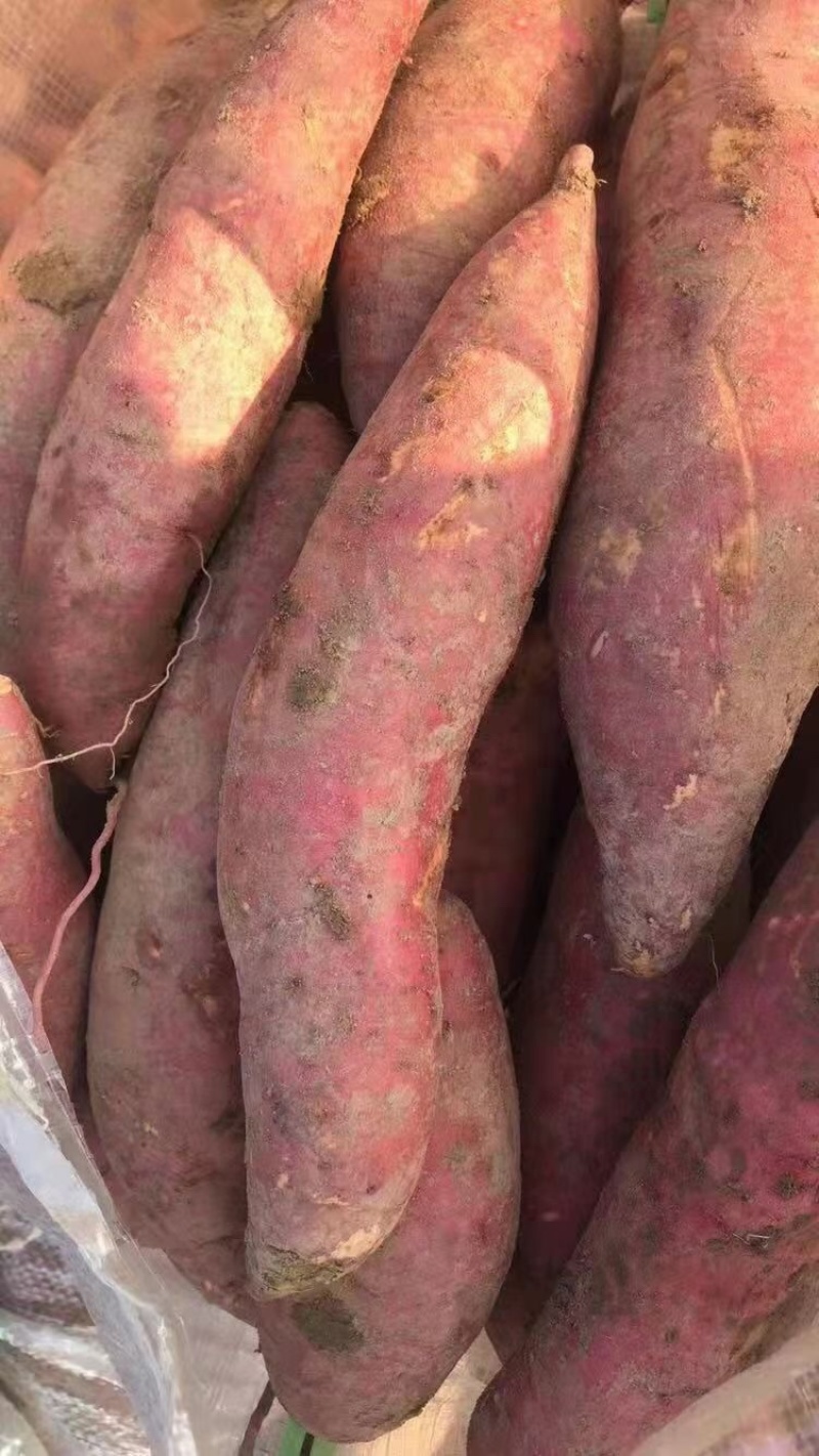 西瓜红有货