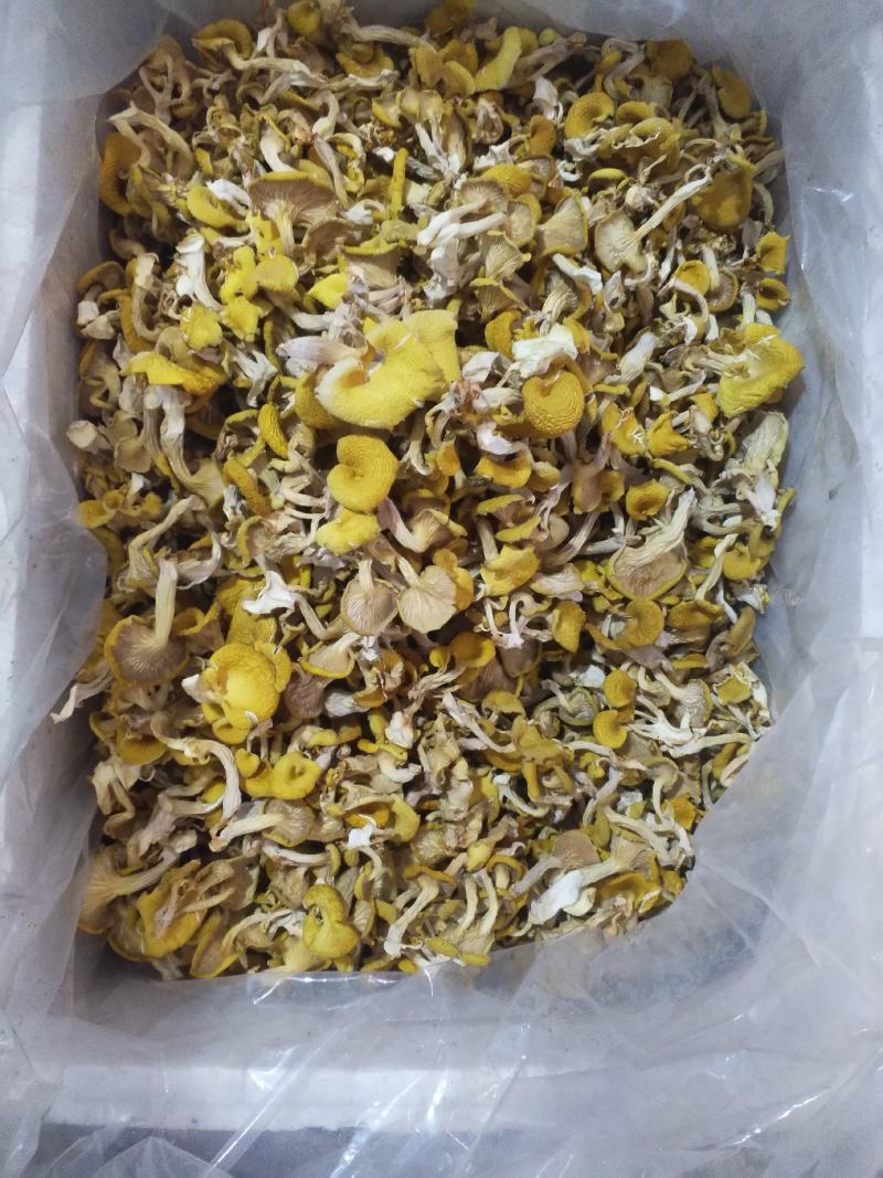 榆黄蘑（鸡油菌）新品上市产地发货