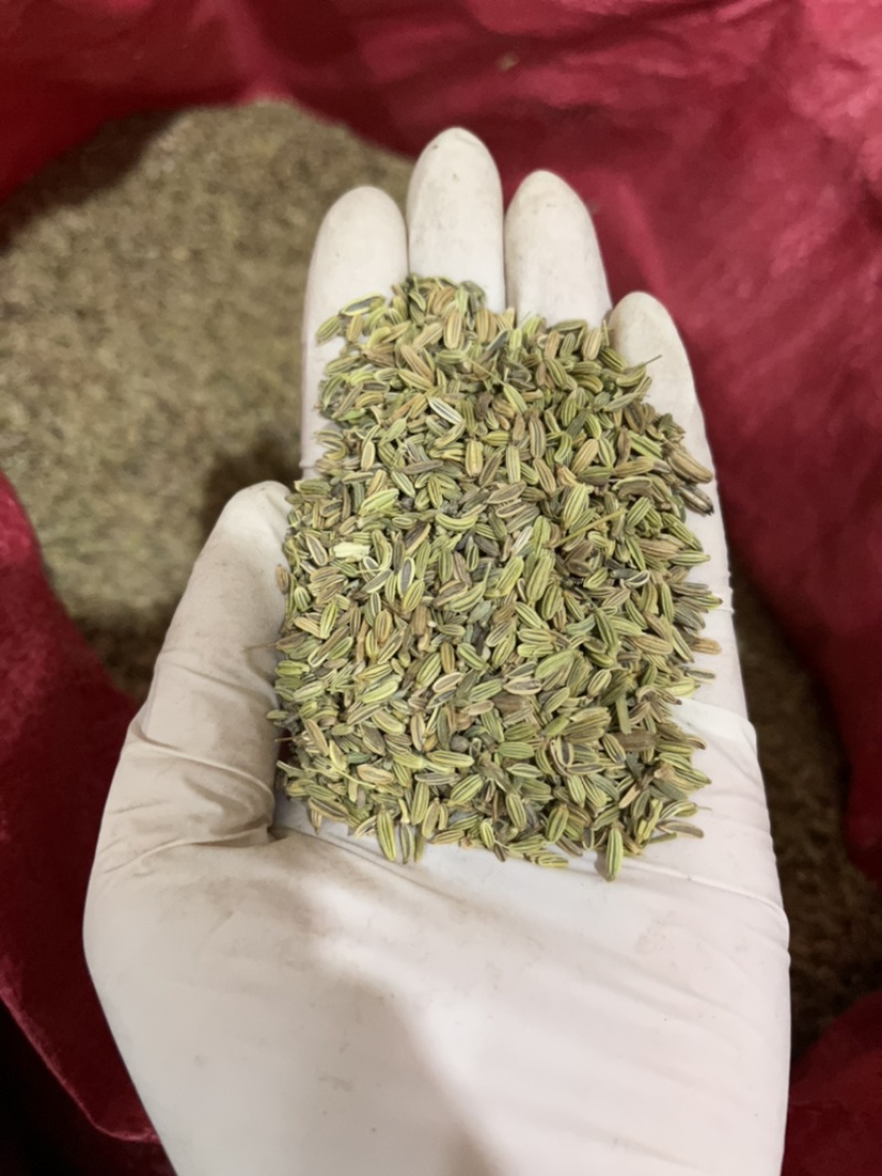 小茴香颜色青一手货源无杂质诚信第一量大从优欢迎购买