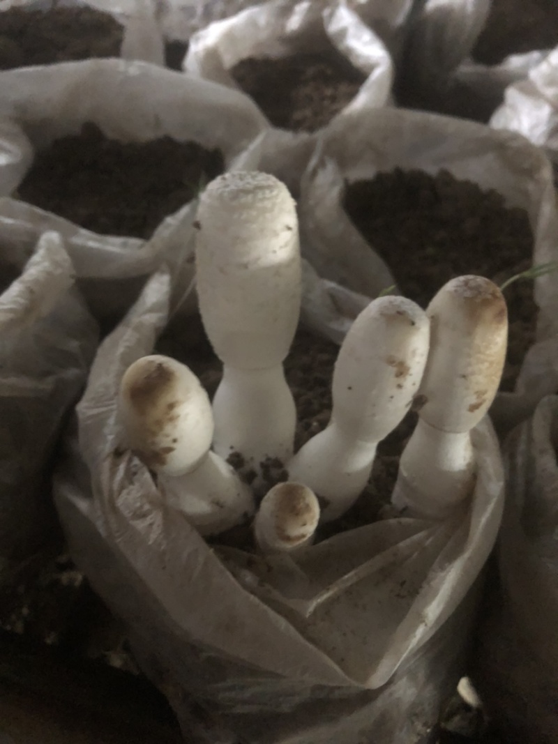 鸡腿菇优质鸡腿菇鲜货