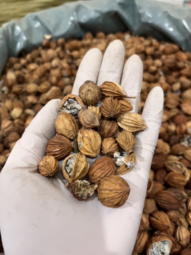 香砂一手货源批发各种香料大料批发质量保证产地好货
