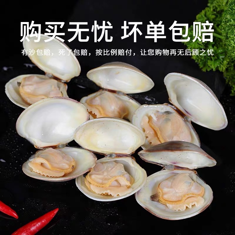 美贝。海鲜水产花甲鲜活蛤蜊无沙贝类文贝