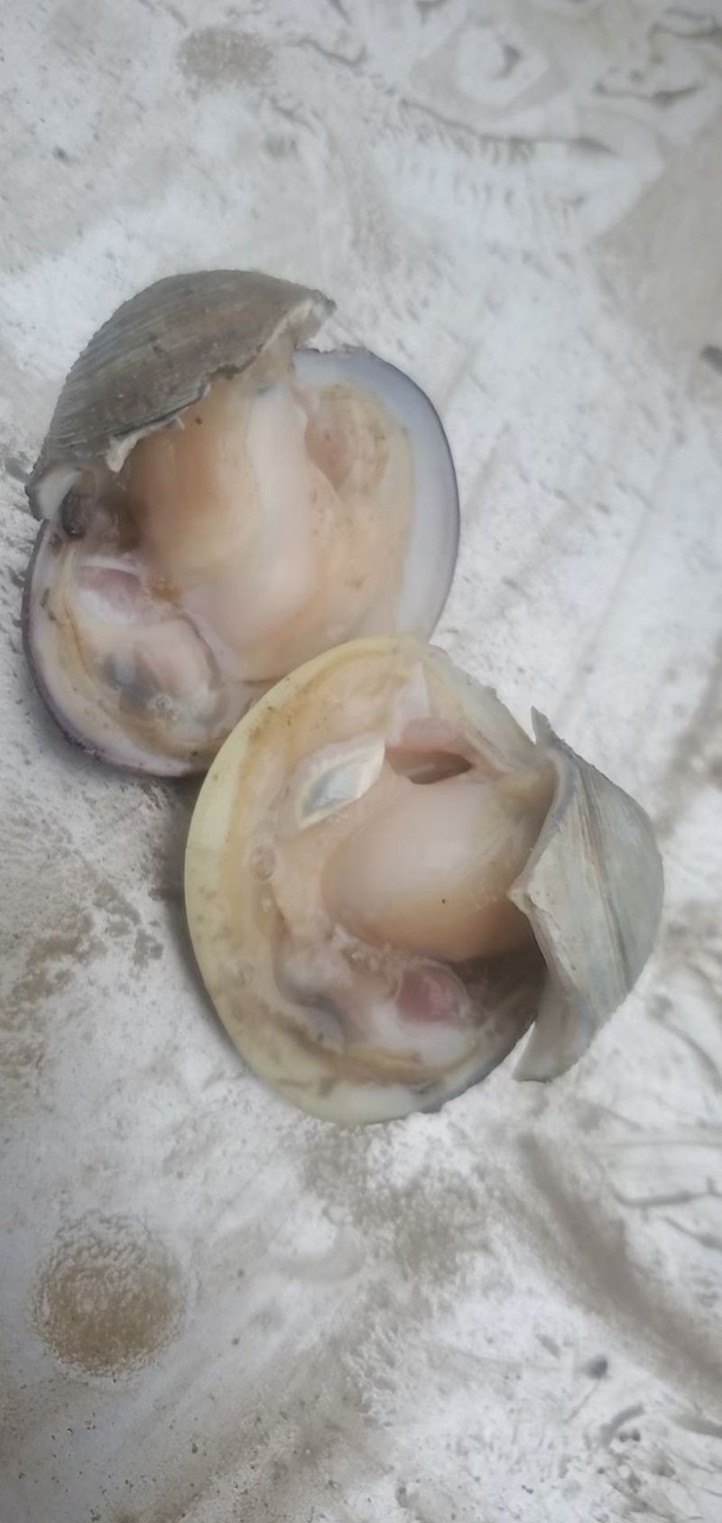 美贝。海鲜水产花甲鲜活蛤蜊无沙贝类文贝