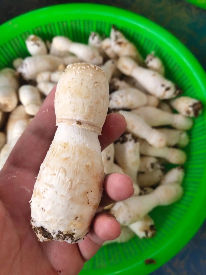 鸡腿菇鲜货，高品质鸡腿菇，