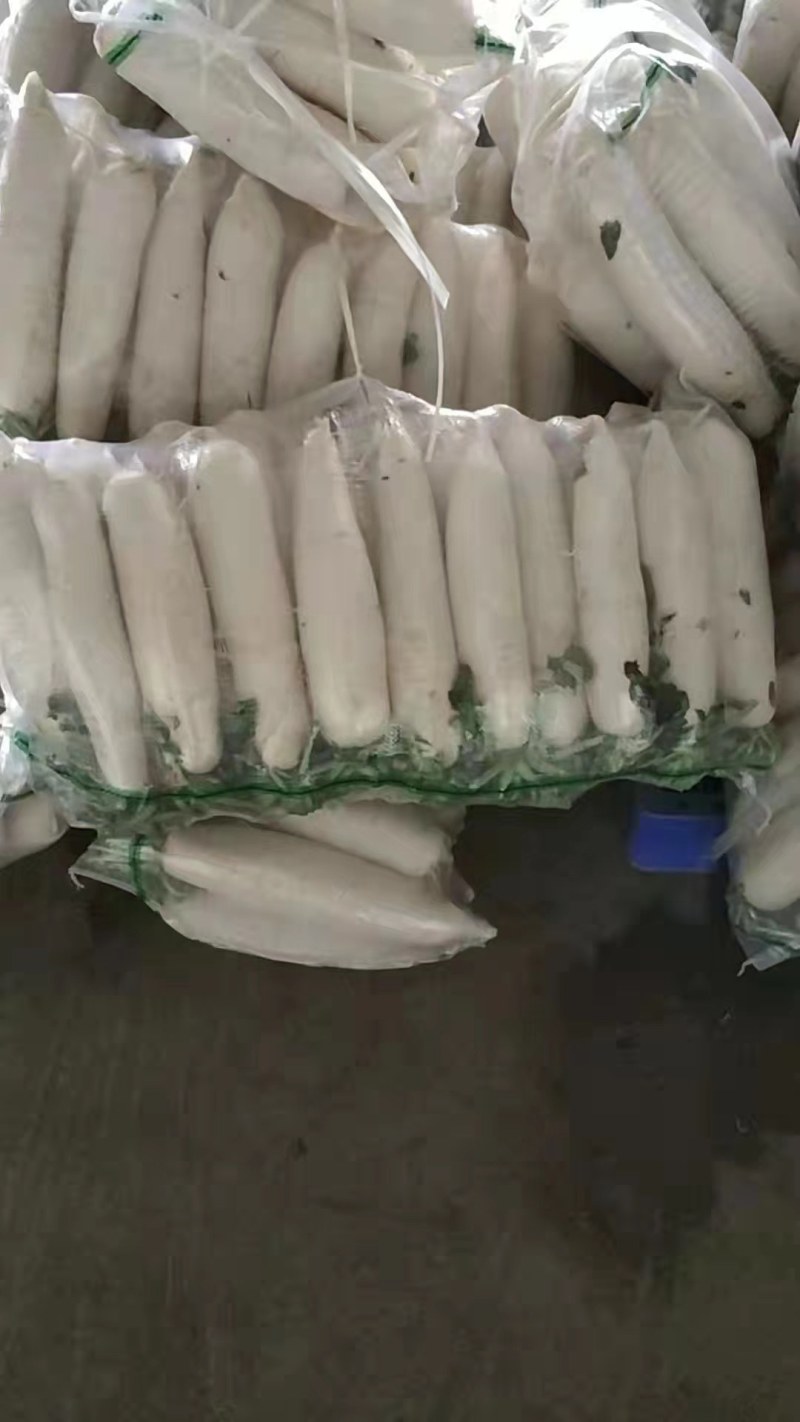 白皮萝卜，产地直发，345排，市场，加工厂大量有货，