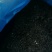 淡干裙带菜又名螺旋藻厂价供货品质好价格优长年供