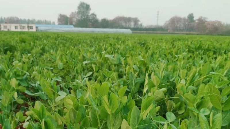 豌豆苗、豌豆尖、地栽苗，现采现发，欢迎各档口老板砸单！