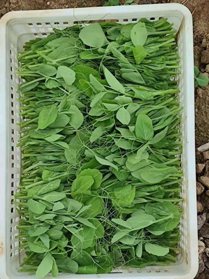 豌豆苗、豌豆尖、地栽苗，现采现发，欢迎各档口老板砸单！