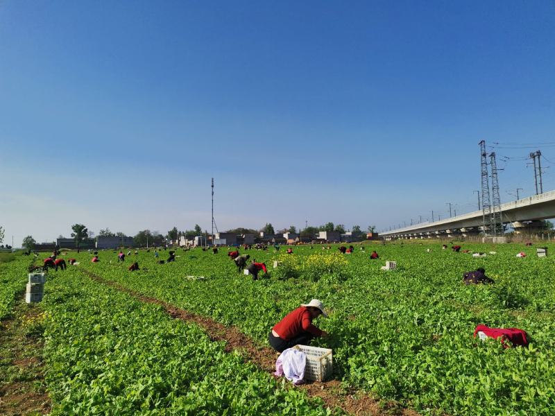 豌豆苗、豌豆尖、地栽苗，现采现发，欢迎各档口老板砸单！