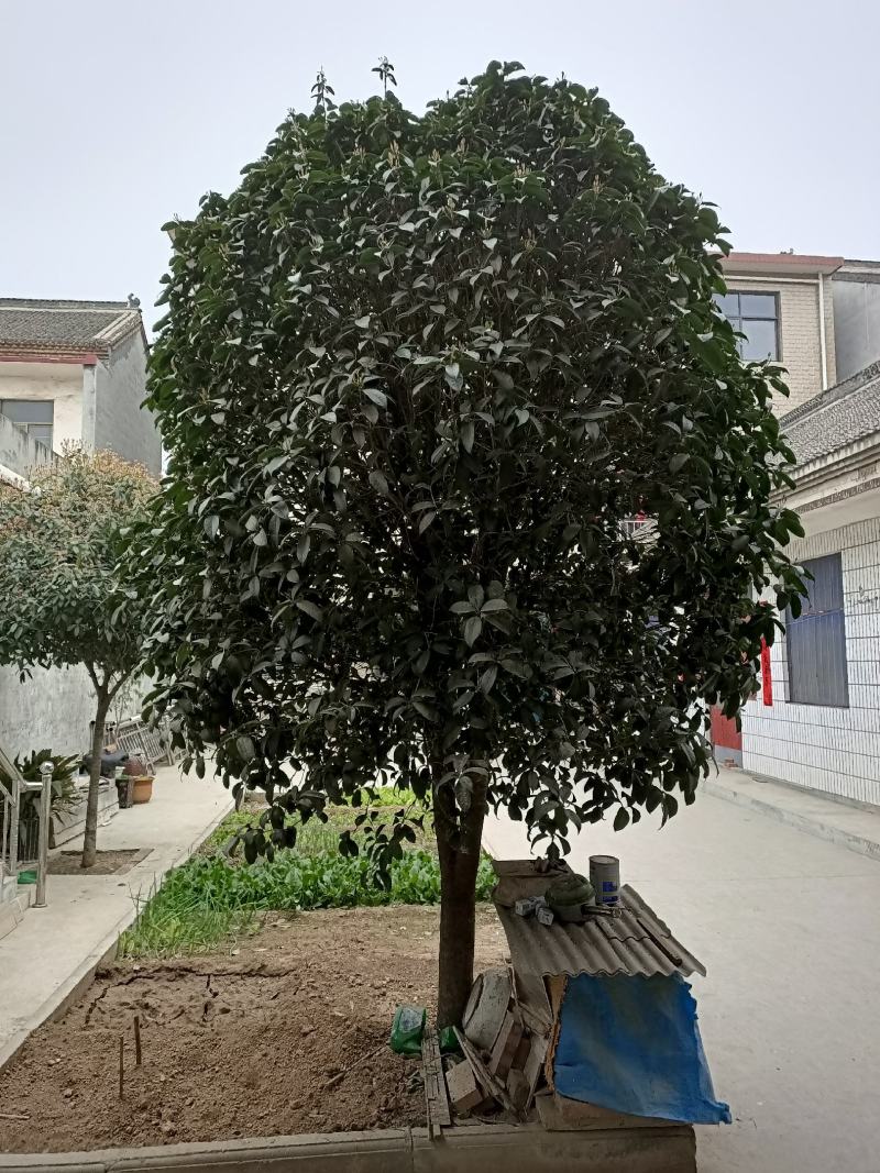 卖绿化苗木