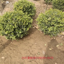 卖绿化苗木