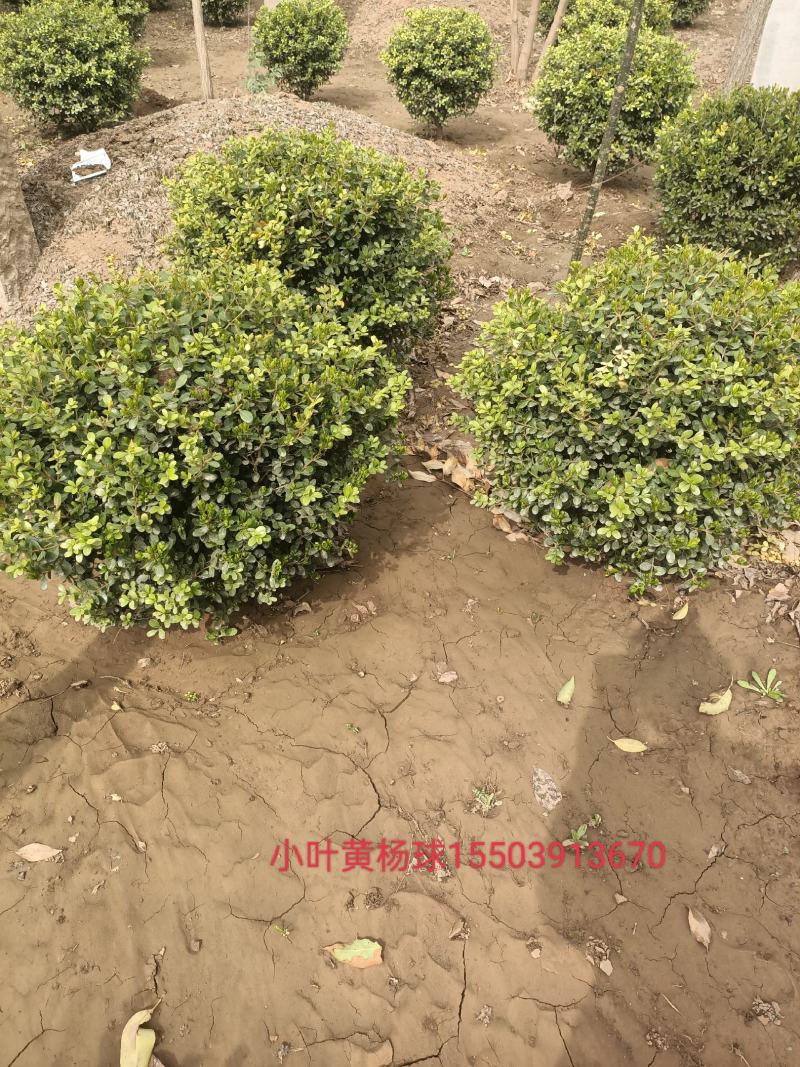 卖绿化苗木
