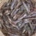 (热销)南美白对虾虾苗基围虾虾苗淡水虾苗一代快大虾苗包邮